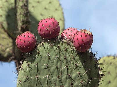 Opuntia streptacantha Fruits