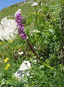 Orchis mascula subsp. speciosa 250708b.jpg