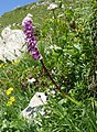 Orchis mascula subsp. speciosa Austria- Allgäuer Alpen