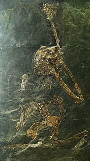 Hình thu nhỏ cho Oreopithecus