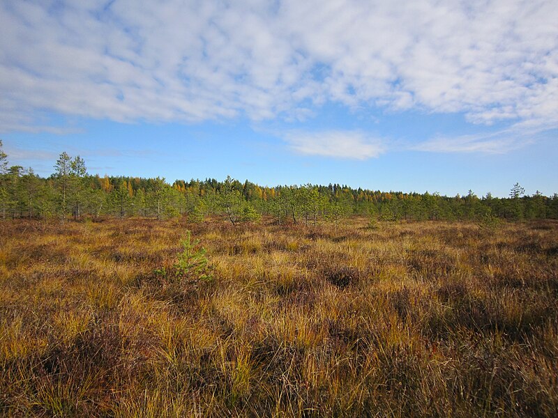 File:Pähklisaare MKA vaade rabasaarelt kagusse.jpg