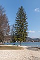 * Nomination Spruce at the Landscape Protection Area on the peninsula promenade, Pörtschach, Carinthia, Austria -- Johann Jaritz 03:43, 26 March 2022 (UTC) * Promotion  Support Good quality. --XRay 03:47, 26 March 2022 (UTC)