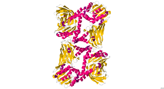 CARM1 Mammalian protein found in Homo sapiens