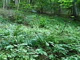 Čeština: Kapraď samec v přírodní památce Na Stříbrné v okrese Benešov, Středočeský kraj. English: Male fern in the natural monument Na Stříbrné, Benešov District, Central Bohemian Region, Czech Republic.