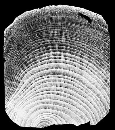 PSM V45 D330 Section of papaw wood negative.jpg