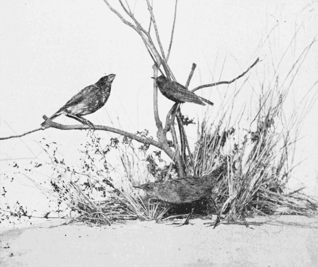 Photo of three taxidermied bird