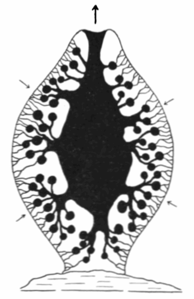 File:PSM V75 D062 Diagram of the canal system of a calcareous sponge.png