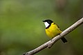 Australian Golden Whistler, Woodford, New South Wales, Australia