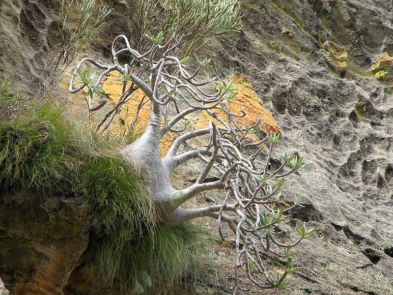 File:Pachypodium Rosulatum Gracilius 01.jpg