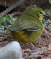 Blijedonogi Warbler.JPG