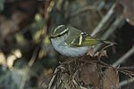 Pallas's Leaf-Warbler - great rarity in Italy S4E1751 (19261546342).jpg