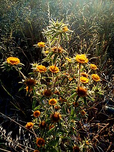 Fleurs de Pallenis spinosa, Photo prise à Mezraya, Djerba