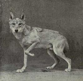 Indische wolf