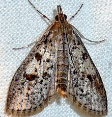 Palpita aenescentalis (16058620712) .jpg