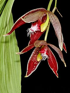 <i>Paphinia neudeckeri</i> Species of orchid