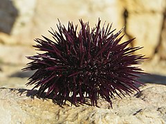 Oursin violet (Paracentrotus lividus)