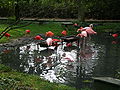 Flamants roses, ibis et spatules