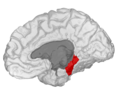 Parahippocampal gyrus, shown in right cerebral hemisphere.