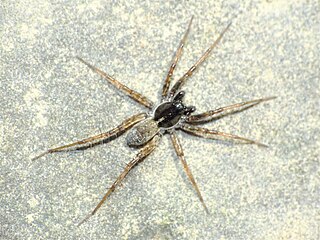 <i>Pardosa moesta</i> Species of spider