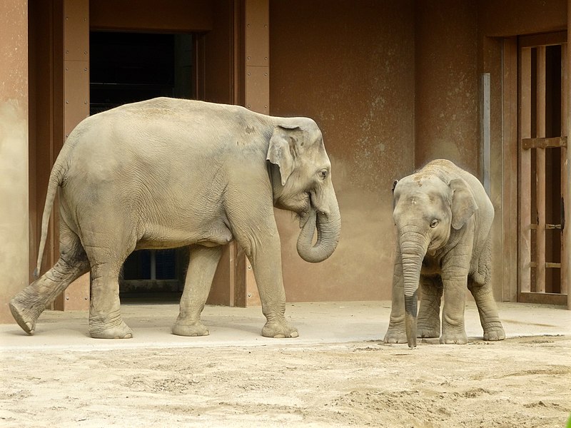 File:Parent and Child Asian elephants in Higashiyama Zoo - 1.jpg