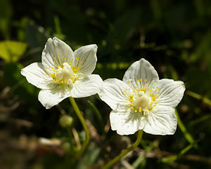 Parnassia palustris (flowers).jpg