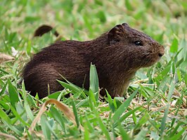 Cavia-Achtigen: Familie van zoogdieren uit orde knaagdieren