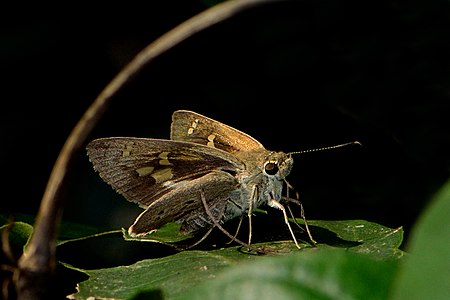 Dorsal view