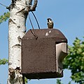 A woodcrete nest box