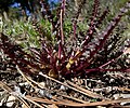 Pedicularis semibarbata subsp. charlestonensis