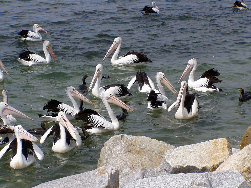 File:Pelecanus conspicillatus 04.jpg