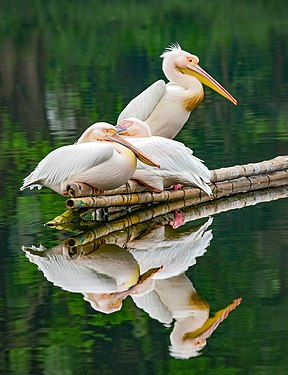 Pelicans, Bangabandhu Sheikh Mujib Safari Park. Photograph: Abdul Momin