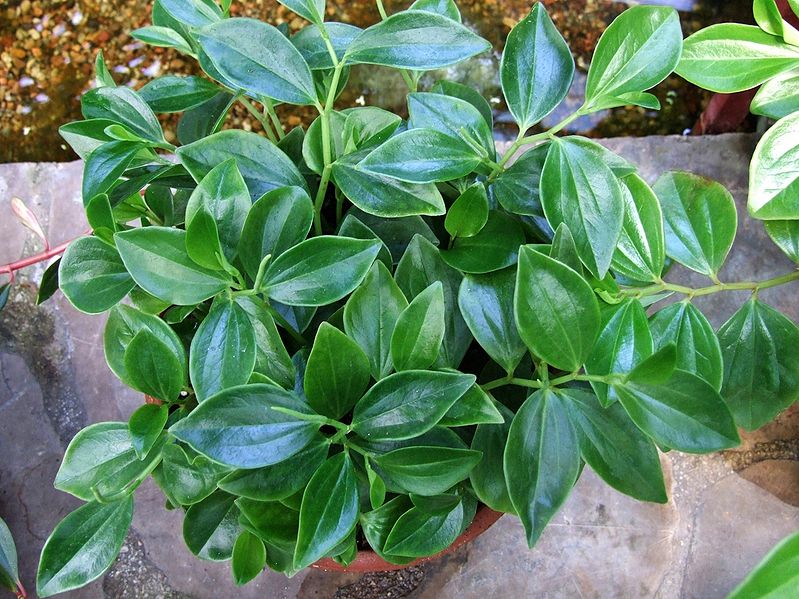 File:Peperomia myrtifolia 1-OB9.jpg