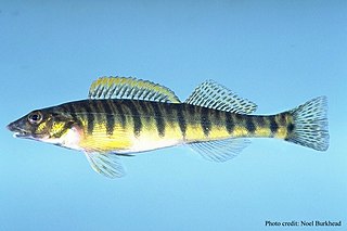 The Mobile logperch is a freshwater fish in the perch family found in the Mobile River basin in Mississippi, Alabama, Tennessee, and Georgia in the southeastern United States. It inhabits clear shallow water and is often associated with Podostemum (riverweed). It grows to about 18 cm (7 in) and is distinguishable from other darters by the distinctive shape of its head and by its pale-yellow base color, with narrow bars on back and sides. It feeds on small invertebrates and breeds between February and May. Lake fish move into small streams to spawn. It is a common fish with a wide range and the International Union for Conservation of Nature has classified its conservation status as being of 