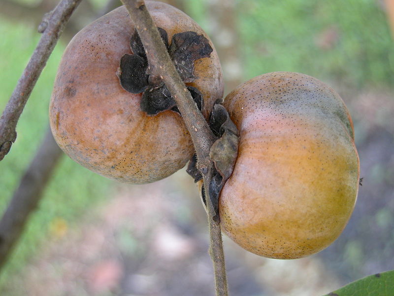 File:Persimmon American1 Asit.jpg