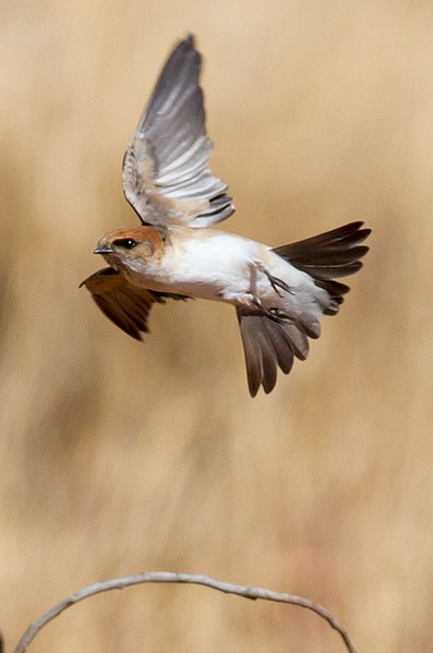 File:Petrochelidon ariel -Karratha, Pilbara, Western Australia, Australia -flying-8 (1).jpg