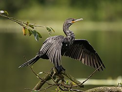 Phalacrocorax brasilianus (Costa Rica).jpg