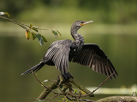 Phalacrocorax_brasilianus