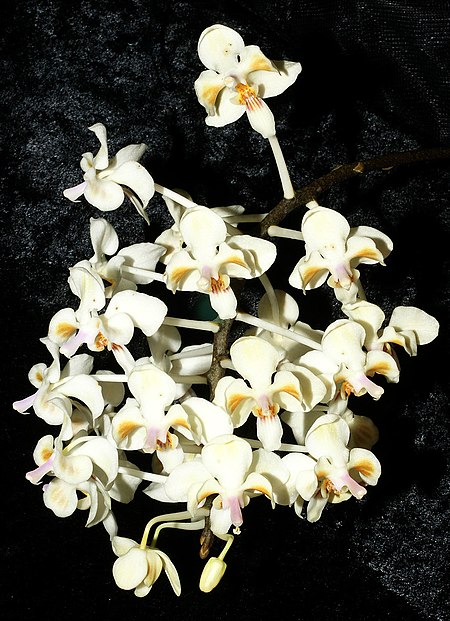 Phalaenopsis_celebensis