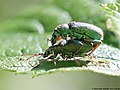 Phyllobius argentatus (Linnaeus, 1758)