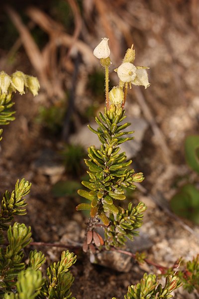 File:Phyllodoce glanduliflora 4012.JPG