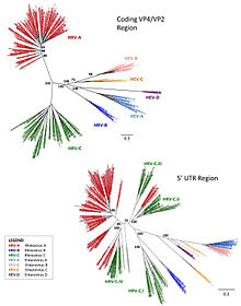 Maximum likelihood phylogenetic trees of enterovirus species A, B, C, D and rhinovirus A, B, or C isolates from Latin America: The 5'UTR region is much more affected by recombination events than the VP4/VP2 coding sequence. Polio is in the enterovirus C species; enterovirus 71, a strain of enterovirus A, has been reported to cause rare neurological complications; the suspected cause of the 2014 cases is a strain of enterovirus D. Most enteroviruses and rhinoviruses cause only common cold symptoms. Phylogenetic analyses of HRV and HEV.jpg