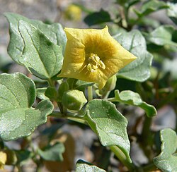 Physalis crassifolia 6. jpg