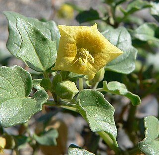 <i>Physalis crassifolia</i> Species of flowering plant