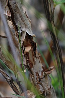 Bark of Physocarpus monogynus Physocarpus monogynus bark1.jpg