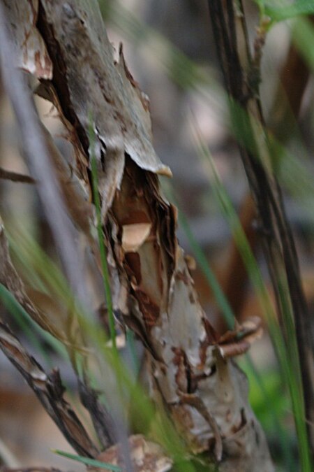 Tập_tin:Physocarpus_monogynus_bark1.jpg