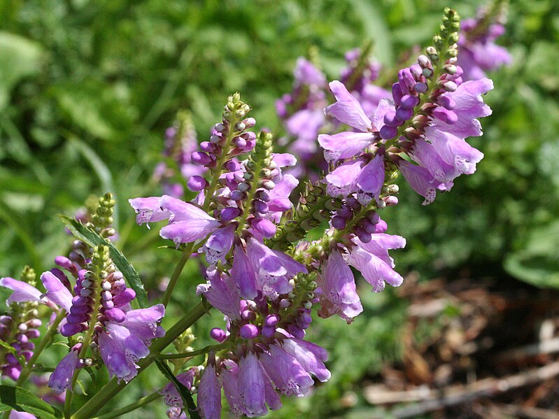 File:Physostegia virginiana 9670.jpg