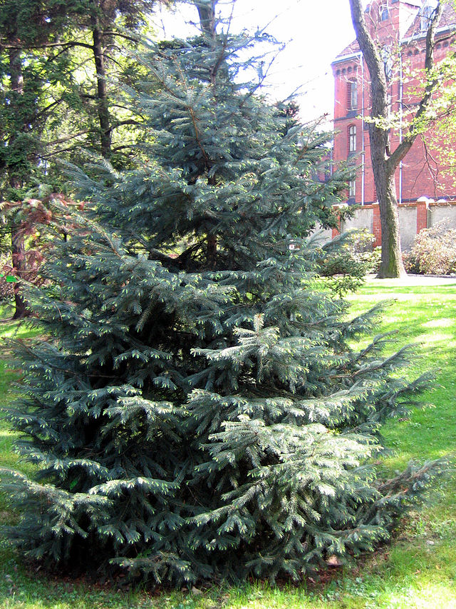 Picea engelmannii