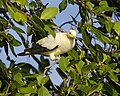 Pied Imperial Pigeon, Ducula bicolor bicolor - Flickr - Lip Kee (3).jpg