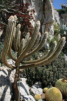 Pilosocereus gounellei (FACWeber) Byles & GDRowley.jpg