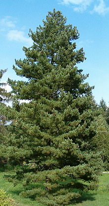 Pinus peuce Habitus BotGardBln0906.jpg